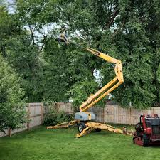 Best Emergency Tree Removal  in Collinwood, TN