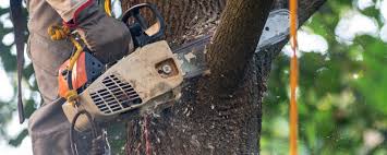 How Our Tree Care Process Works  in  Collinwood, TN