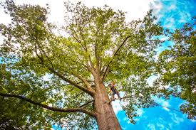 Best Root Management and Removal  in Collinwood, TN