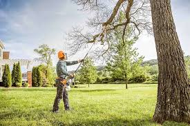 Best Hedge Trimming  in Collinwood, TN