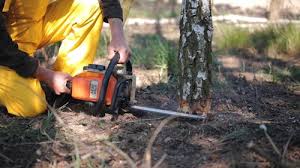 Best Pest Control for Lawns  in Collinwood, TN