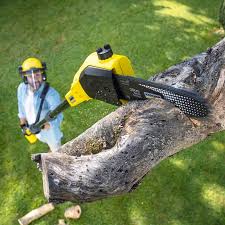 Best Lawn Renovation and Restoration  in Collinwood, TN