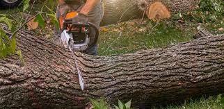 Best Soil Testing and Treatment  in Collinwood, TN