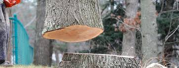 Best Firewood Processing and Delivery  in Collinwood, TN