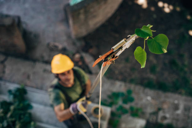 Best Tree Disease Treatment  in Collinwood, TN