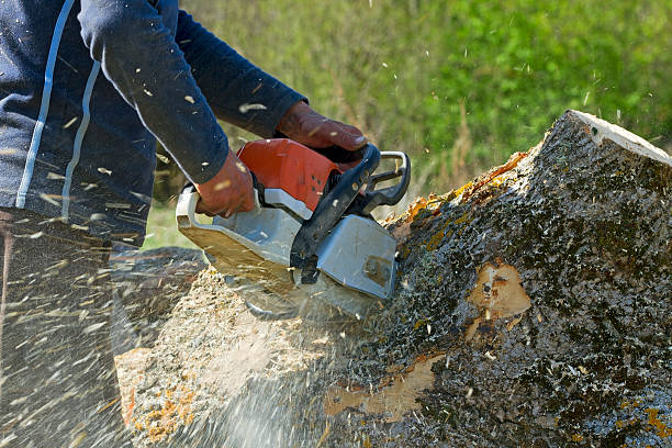 Best Organic Lawn Care Solutions  in Collinwood, TN