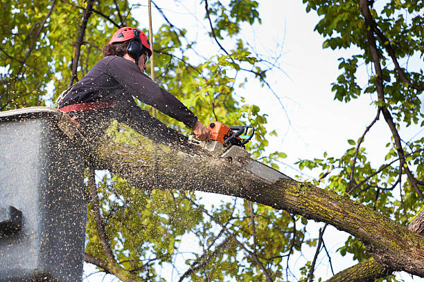 Best Storm Damage Tree Cleanup  in Collinwood, TN